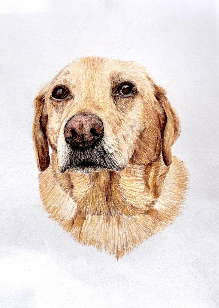 Custom Pet Portrait