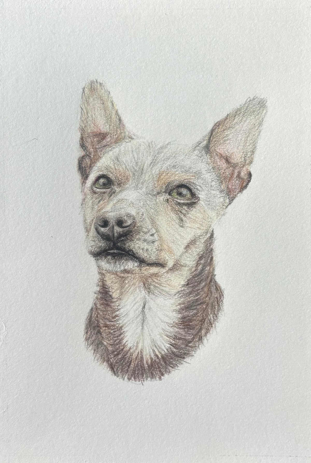 Jack Russell Fine Art Print