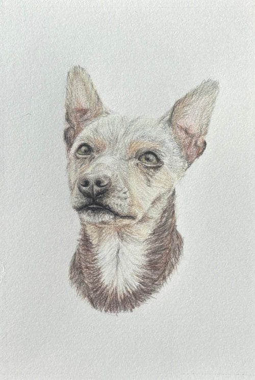 Jack Russell Fine Art Print