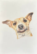 Whippet Fine Art Print