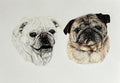 Pug Fine Art Print